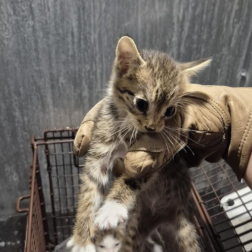 PEACH, a cat for adoption from San Antonio Animal Care Services