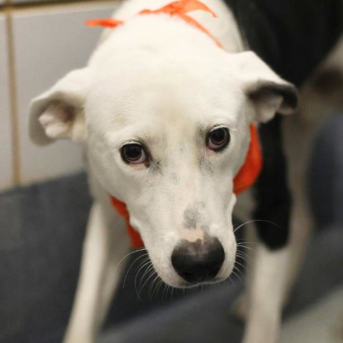 COWBOY, a dog for adoption from San Antonio Animal Care Services
