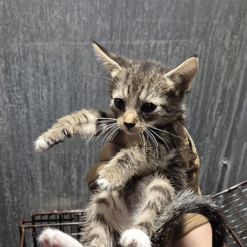 PLUM, a cat for adoption from San Antonio Animal Care Services