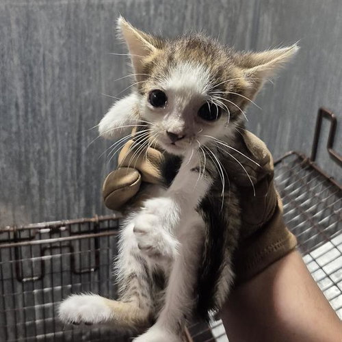 LYCHEE, a cat for adoption from San Antonio Animal Care Services