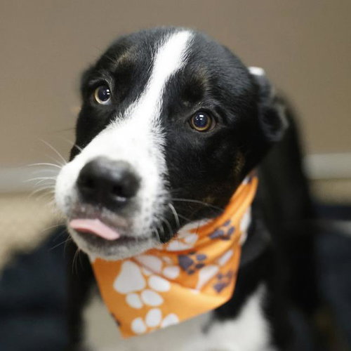 ZOLTAR, a dog for adoption from San Antonio Animal Care Services