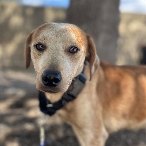 JUNIPER, a dog for adoption from San Antonio Animal Care Services