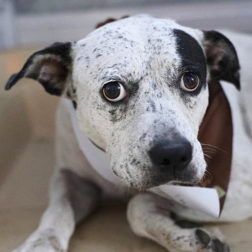 MADAME T. BONE, a dog for adoption from San Antonio Animal Care Services