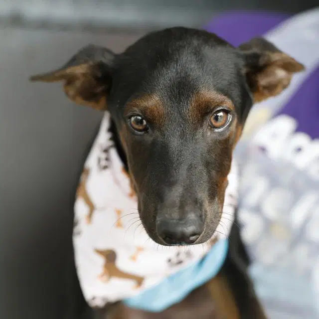 Rolly - Miniature Pinscher