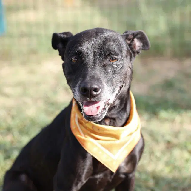 Maya - American Staffordshire Terrier