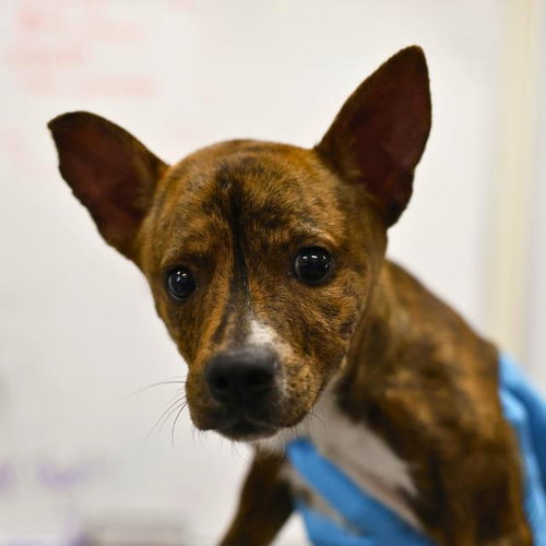 MIKASA, a dog for adoption from San Antonio Animal Care Services