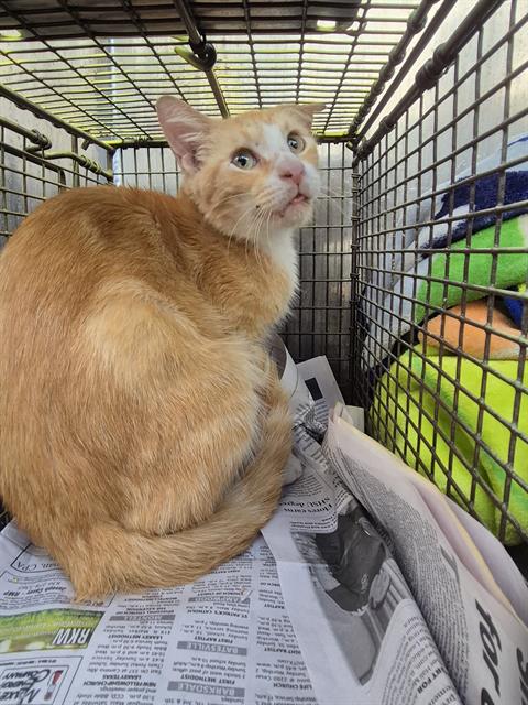 CURLY, a cat for adoption from San Antonio Animal Care Services