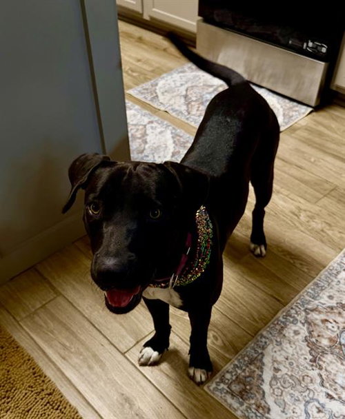 GUS, a dog for adoption from San Antonio Animal Care Services