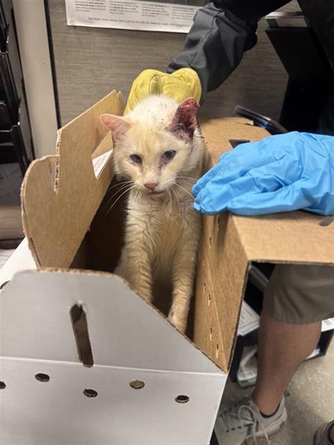 RIVER, a cat for adoption from San Antonio Animal Care Services