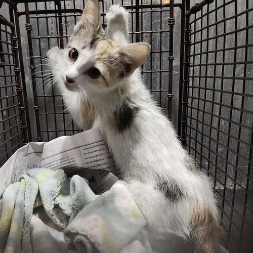 BIRDIE, a cat for adoption from San Antonio Animal Care Services