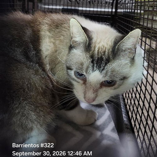 ALI, a cat for adoption from San Antonio Animal Care Services