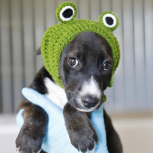 SCOOBERT, a dog for adoption from San Antonio Animal Care Services