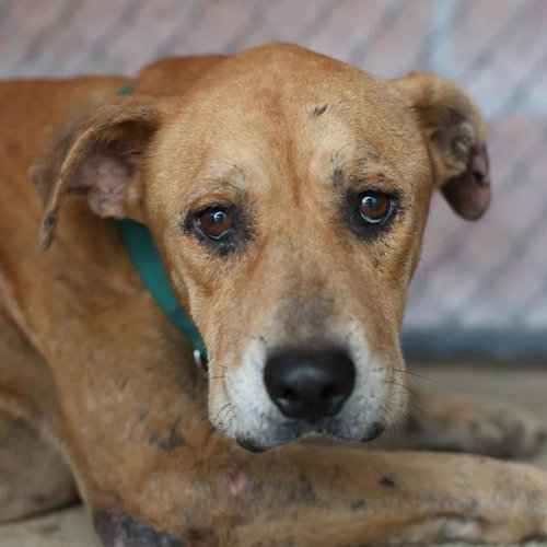 RASCAL, a dog for adoption from San Antonio Animal Care Services