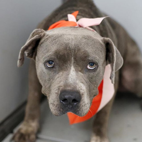 KANEO, a dog for adoption from San Antonio Animal Care Services