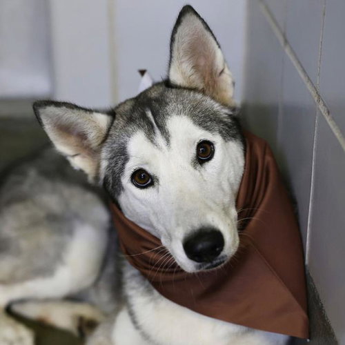 MORGAN, a dog for adoption from San Antonio Animal Care Services