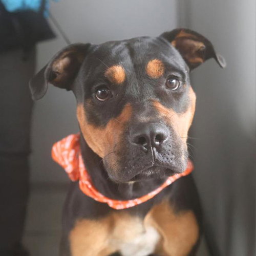 CAPTAIN, a dog for adoption from San Antonio Animal Care Services