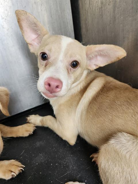 BLUE EYES, a dog for adoption from San Antonio Animal Care Services