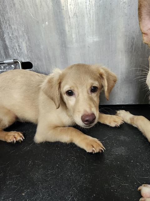 SNOW BALL, a dog for adoption from San Antonio Animal Care Services