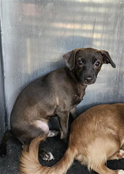 WIGGLES, a dog for adoption from San Antonio Animal Care Services