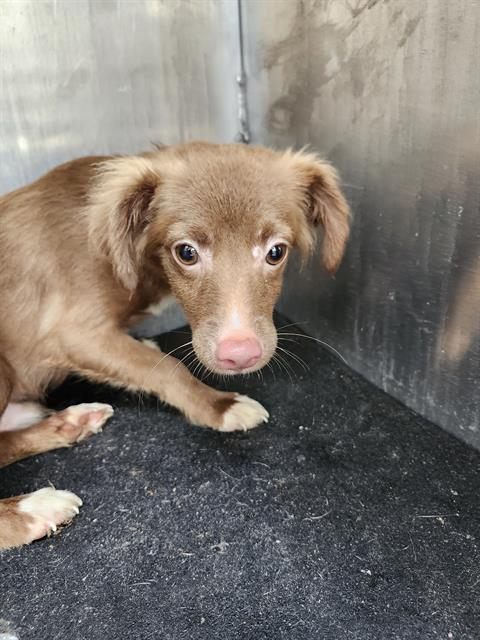 BROWNIE, a dog for adoption from San Antonio Animal Care Services
