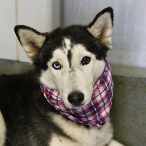 MAIZE, a dog for adoption from San Antonio Animal Care Services