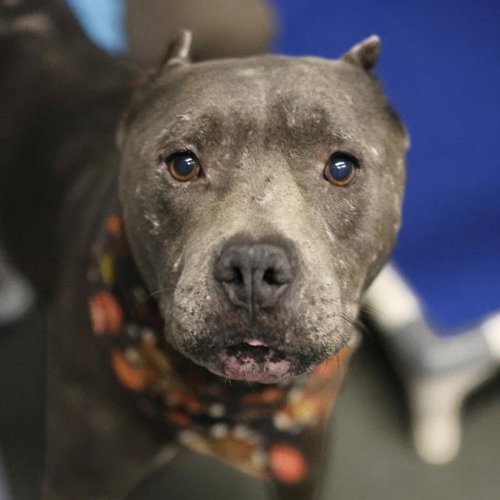 DIESEL, a dog for adoption from San Antonio Animal Care Services