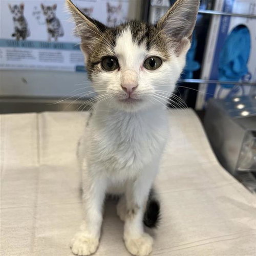 DOROTHY, a cat for adoption from San Antonio Animal Care Services