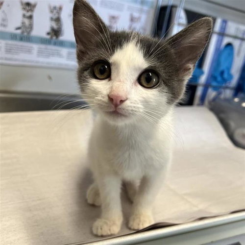 GLINDA, a cat for adoption from San Antonio Animal Care Services