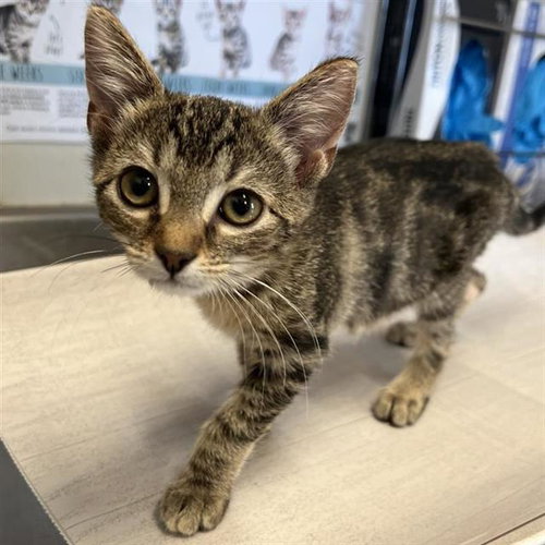 OZ, a cat for adoption from San Antonio Animal Care Services
