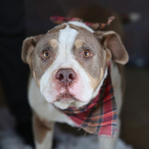 KOLACHE, a dog for adoption from San Antonio Animal Care Services