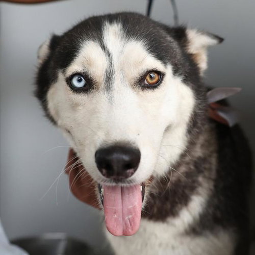 PRIMA, a dog for adoption from San Antonio Animal Care Services