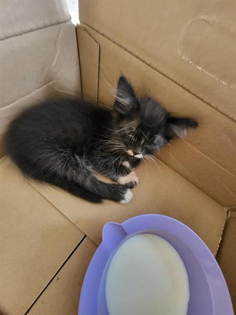 BABE, a cat for adoption from San Antonio Animal Care Services