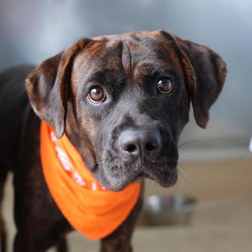JC, a dog for adoption from San Antonio Animal Care Services
