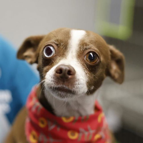 HOUDINI, a dog for adoption from San Antonio Animal Care Services