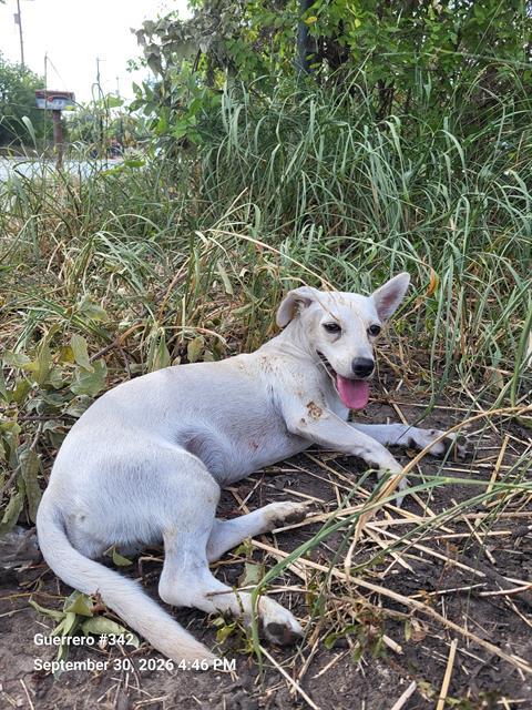 CELINE, a dog for adoption from San Antonio Animal Care Services