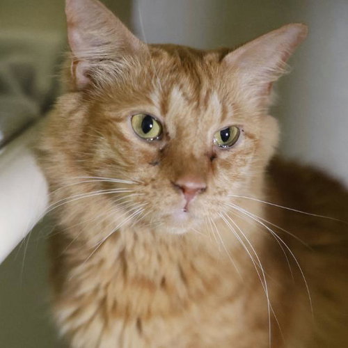 MISS GARFIELD, a cat for adoption from San Antonio Animal Care Services