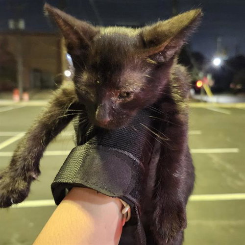 RAVEN, a cat for adoption from San Antonio Animal Care Services