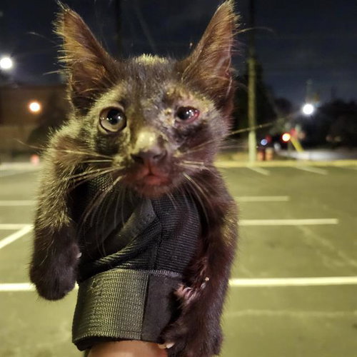 STARFIRE, a cat for adoption from San Antonio Animal Care Services