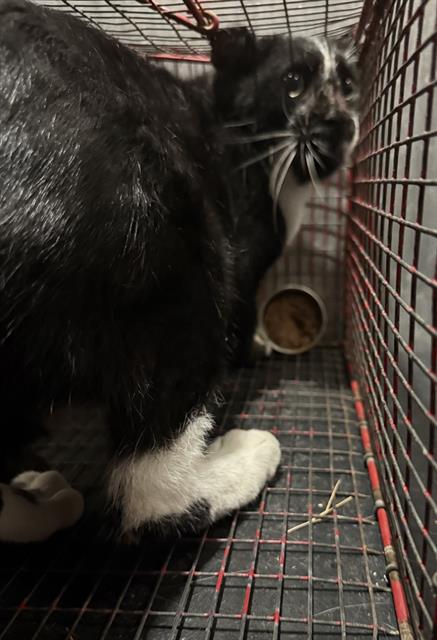 RAMBO, a cat for adoption from San Antonio Animal Care Services