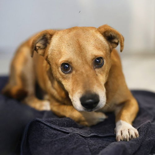 CODY, a dog for adoption from San Antonio Animal Care Services