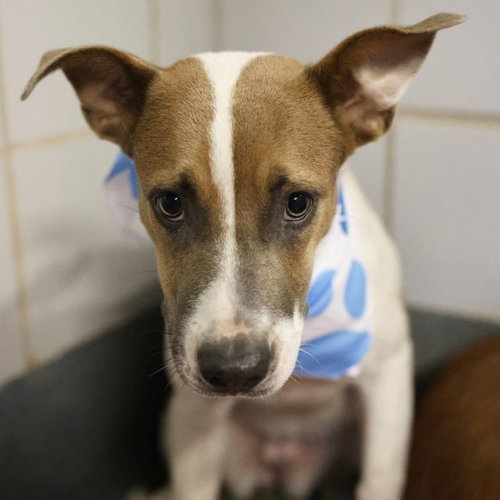GIRLY, a dog for adoption from San Antonio Animal Care Services