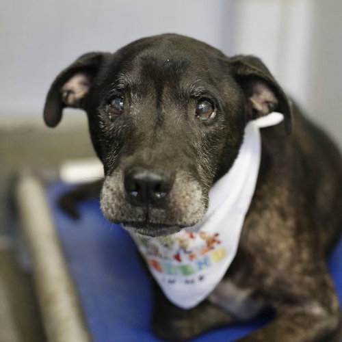 PONCHO, a dog for adoption from San Antonio Animal Care Services