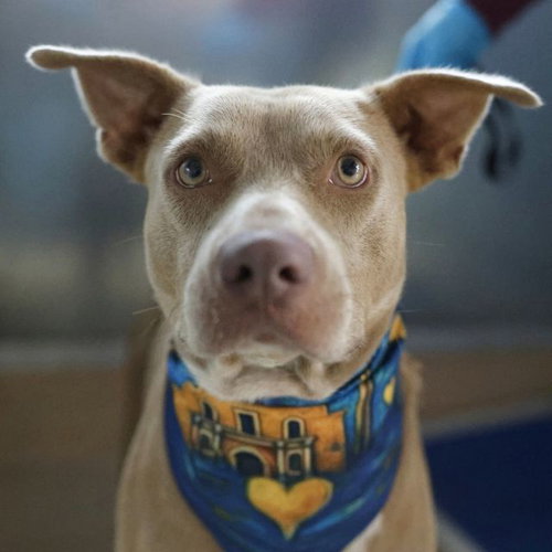 BEN, a dog for adoption from San Antonio Animal Care Services