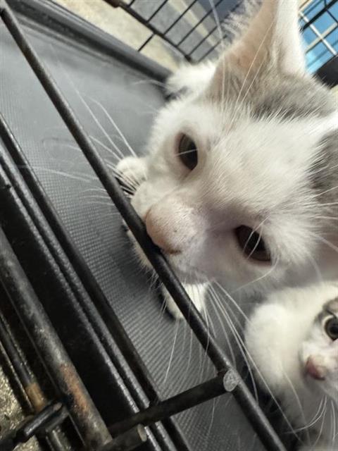 A828457, a cat for adoption from San Antonio Animal Care Services