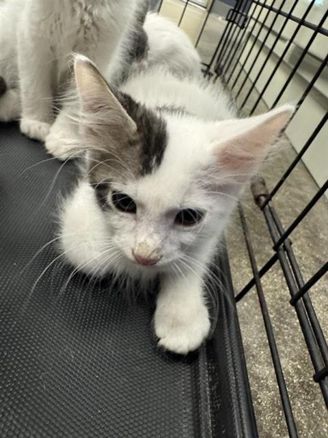 A828458, a cat for adoption from San Antonio Animal Care Services