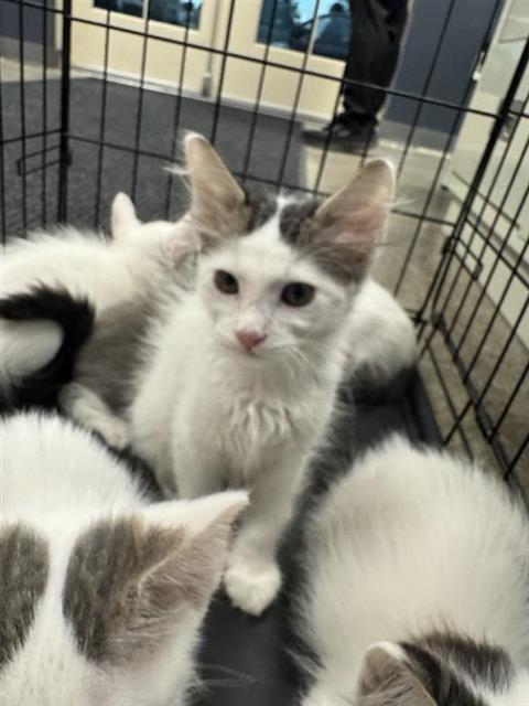 A828459, a cat for adoption from San Antonio Animal Care Services