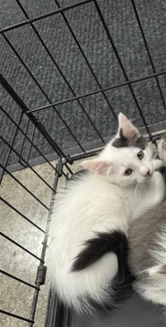 A828461, a cat for adoption from San Antonio Animal Care Services