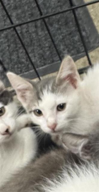 A828462, a cat for adoption from San Antonio Animal Care Services