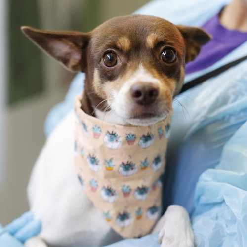 RIP, a dog for adoption from San Antonio Animal Care Services