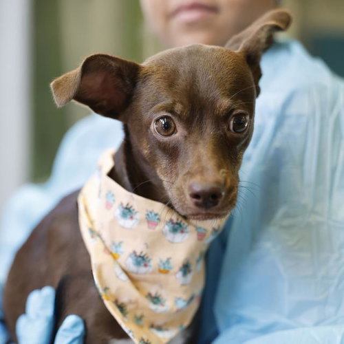 CHOCOLATE, a dog for adoption from San Antonio Animal Care Services